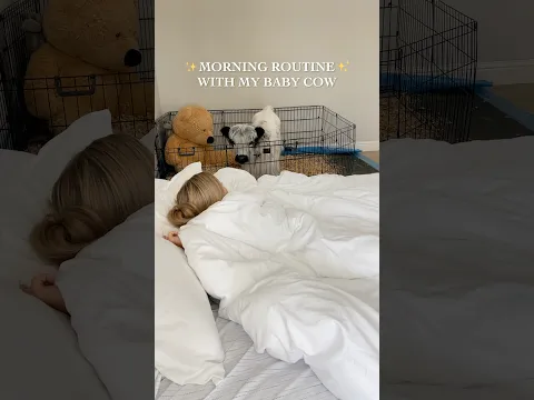 My Baby Cows Morning Routine
