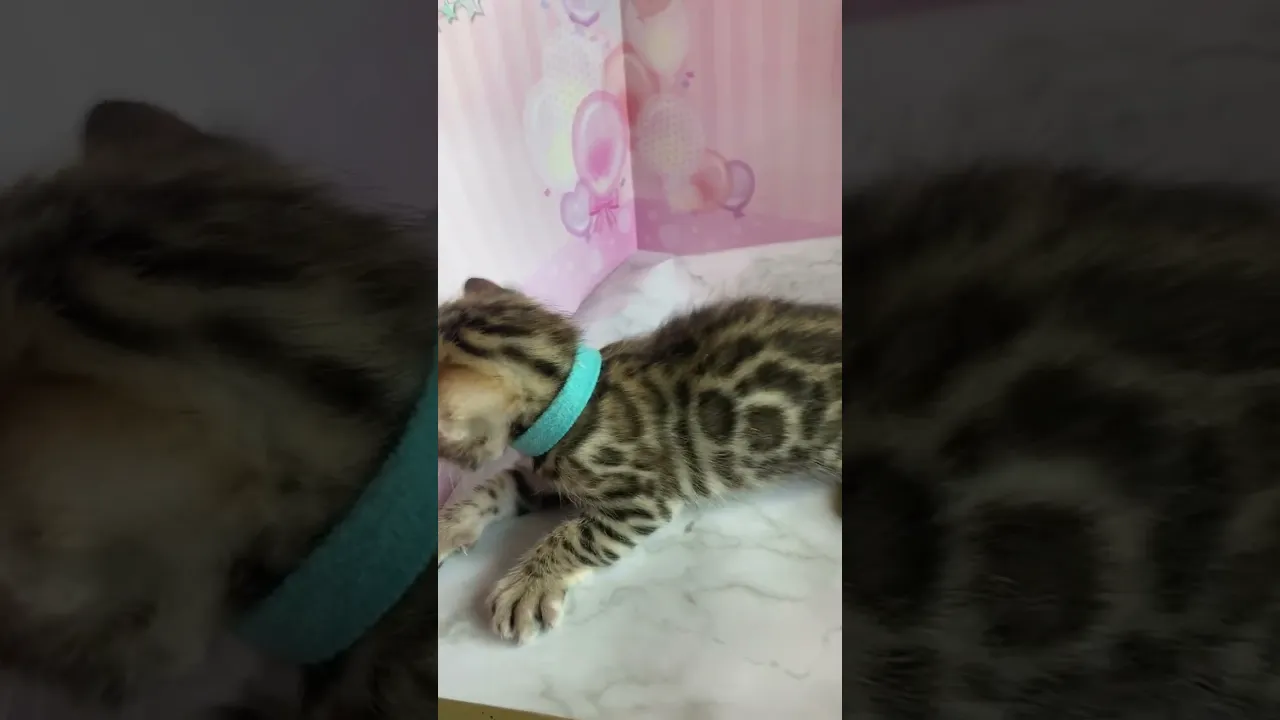 動画