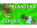 Plantera EXPERT Mode Guide How to Kill Plantera