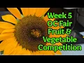 Week 5 OC Fair Fruit Vegetable Competition