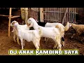 Download Lagu DJ ANAK KAMBING SAYA