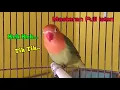 Download Lagu Lovebird MASTERAN Ngekek panjang penuh isian padat