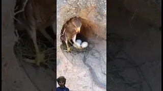 افعى الشوكه تحاول اخافة الصقر Animals  افعى الشوكه تحاول اخافة الصقر Animals