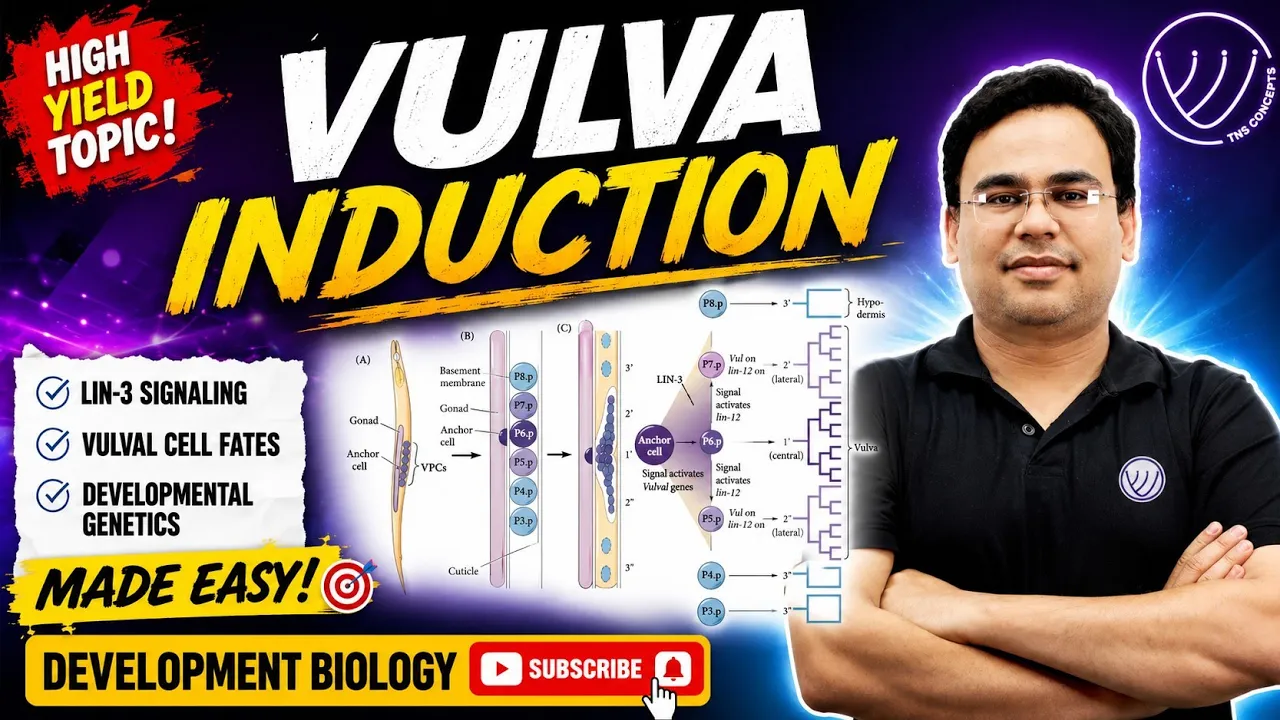 C ELEGANS VULVA FORMATION | VULVA INDUCTION IN C ELEGANS | TNS CONCEPTS | NILESH SONI | CSIR NET
