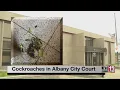 Hundreds of cockroaches released inside Albany City Court