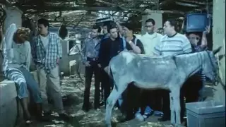 اجمل مشهد من فيلم ثقافى الحمار الحساس دنجل والحمارة الحساسة ذوبة 