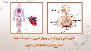 الجهاز التنفسي وجهاز الدوران الدرس الثاني الوحدة السابعة العلوم الفصل الثاني الصف الخامس 