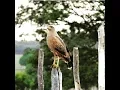 Download Lagu Obras de Poeta - Chitãozinho \u0026 Xororó