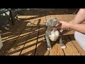 Bolt x mable pitbull puppies - new pitbull puppies blue nose