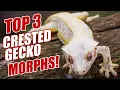 My TOP 3 Crested Gecko Morphs