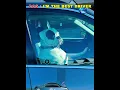 Lagu Who’s the Best Driver EVER?🚘 #trolledit #driving #cat #dog