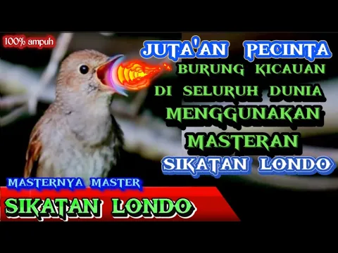 Download MP3 Sikatan Londo‼️Rol Tembakan Tajam Full Materi Mewah #sikatanlondo #masteranburung #muraibatu