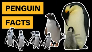 Download 12 Interesting Penguin Facts [You Probably Don't Know These] MP3