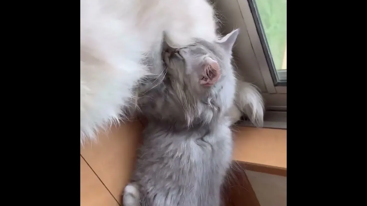 動画