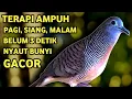 Download Lagu Suara Betina Birahi - Perkutut Betina Memanggil Jantan || The female turtle dove calls the male