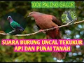 Download Lagu MP3 SURA BURUNG UNCAL TEKUKUR API DAN PUNAI TANAH