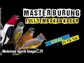 MASTERAN BURUNG KASAR DAN PEDES Cocok untuk murai batu,kacer,cucak hijau