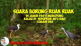 Download suara burung ruak ruak paling ampuh kalau di buat menjerat burung di jamin ngumpul semua MP3