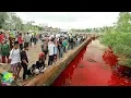 Lagu Fenomena Aneh!! Sungai Tiba² Berwarna Merah... Dikira Luka Sapi!! Ternyata...