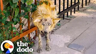 Rescuer Finds A “Werewolf” And Reveals The Teddy Bear Underneath | The Dodo