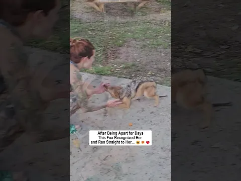 Animals Never Forget the Ones They Love... The Most Heartwarming Reunions.