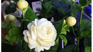 Beautiful and Fragrant Jasmine Flowers Pictures
