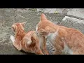 Download Lagu Kucing Kawin, Mating Cat #cats matingcats #catslover #pecintakucing #kucing