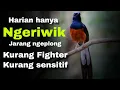 Download Lagu murai batu harian hanya ngeriwik kurang ngeplong kurang fighter