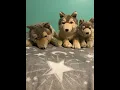 Comparison 2015 FAO Schwarz Wolf WWF Large Wolf and Webkinz Signature Timber Wolf