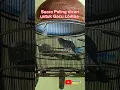 Download Lagu perkutut paling dicari untuk Gacu Lomba