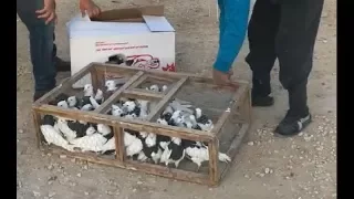 فكه طيور مساجي مطيار نهار كامل 