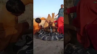 يتم ربط المناظر الطبيعية الجميلة لبالون الصحراء خلف هذا الجمل 