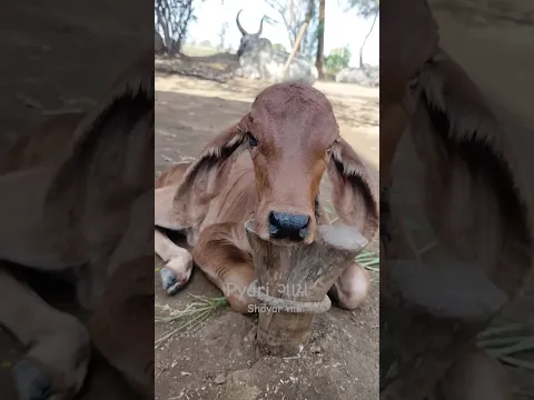 ગાય mata 😍🥰😊☺🤩 #trending #youtubeshorts #short vido