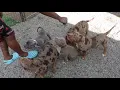 CHOCOLATE TRI MERLE AMERICAN BULLY PUPPIES UPDATE WITH TRANSFORMATION KENNELS AND MOA KENNELS