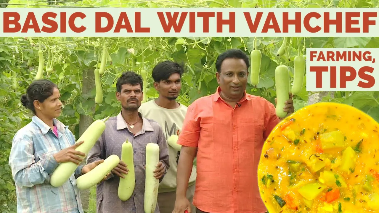 Basic Dal recipe with Vahchef - some tips for growing bottle gourd plant - Farming with vahchef