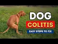 Dog Colitis Easy Steps To Fix
