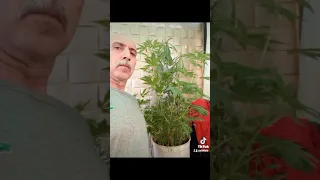 عملنا قيمه الجزم قديمه 