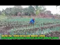 Download Lagu Inisiatif mbah aris ternyata ini rahasianya bawang pre tidak terserang ulat grayak