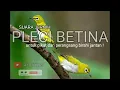 Download Lagu SUARA PIKAT PLECI BETINA DAN PANCINGAN BIRAHI PLECI JANTAN AGAR MAU BUNYI !!
