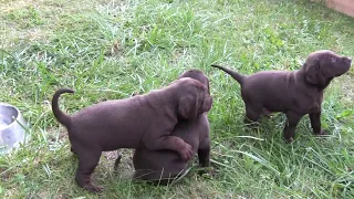 Vizmaraner puppies