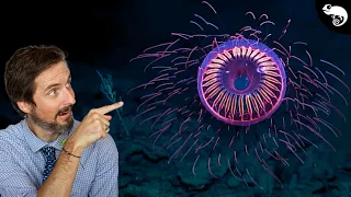 10 Animals I Didn't Know Existed