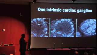 The Intrinsic Cardiac Nervous System The Cornerstone Of Cardiac Neural Control 