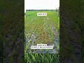 Download Lagu Racun rumput ampuh pada tanaman padi