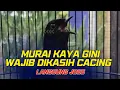 Download Lagu PERTANDA MURAI KAMU HARUS DIKASIH CACING ‼️ PEMULA WAJIB PAHAM ‼️
