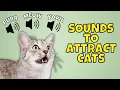 12 Types of Meows to Attract Cats Cat Meowing Sounds Compilation