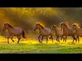 Download Lagu Beautiful Relaxing Music, Peaceful Music, \