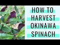 How to Harvest Okinawa Spinach