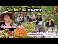 Download Lagu EP.969 รับประกันแห่งความแซ่บ ไม่อร่อยยินดีคืนเงิน !! ขายหมดสวนได้เงินกี่บาท ?