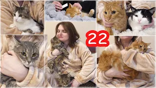VLOG Капаем 22 котов от блох и клещей