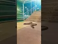 snake video ๐๐๐#snake #anacondasnake #ytshorts #video #viralvideo #trending #short #shortvideo #fun